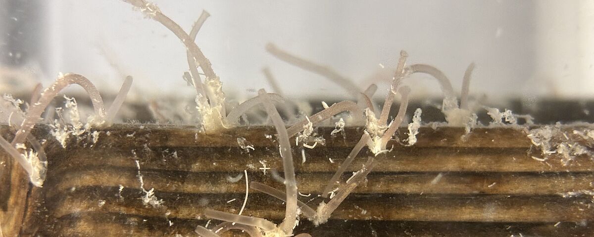 Marine symbioses