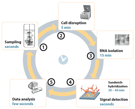 Monitoring of bioprocesses
