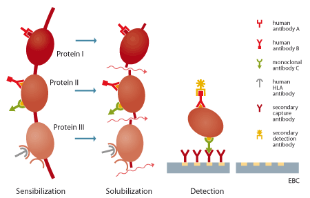 Detection of autoimmune antibodies in blood